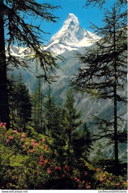 [-50%] SUISSE - Matterhorn - Tasch bei Zermatt - Carte postale ancienne