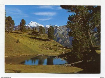 AK 124425 SWITZERLAND - Arvenwald von Juata mit Blick auf Ortlergruppe - Val Müstair