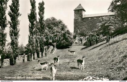 13707348 Rapperswil -Jona SG Schloss und Hirschpark