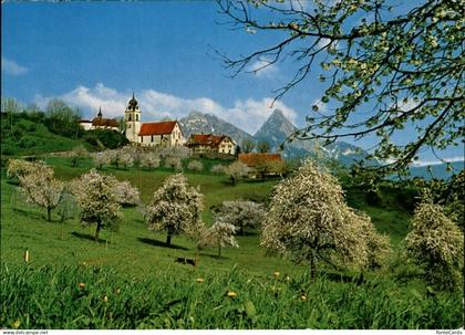 11451600 Steinerberg am Rossberg Kirche Baumbluete Mythen