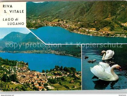 12750101 Riva San Vitale Lago di Lugano Luganersee Schwaene