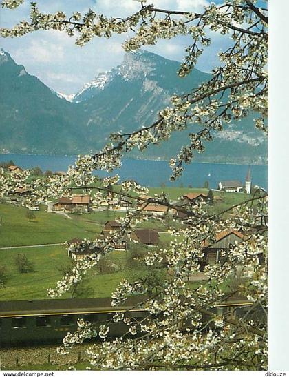 Suisse - BE Berne - Spiez - Spiez et le lac de Thoune - CPM - Carte Neuve - Voir Scans Recto-Verso