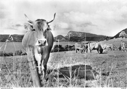 Lac de Joux le Chenit vache vaches cloche