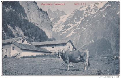 suisse :   ENGELBERG  -  Herrenrüti (  vache)