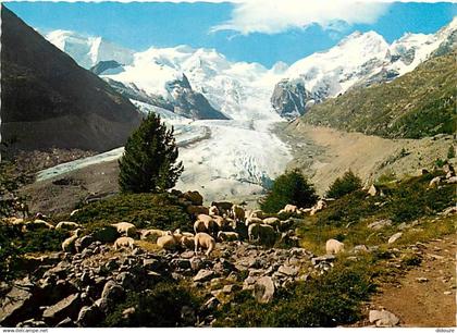 Suisse - GR Grisons - Morteratschgletscher mit Piz Palu - Bellavista und Piz Bernina - Moutons - CPM - Carte Neuve - Voi