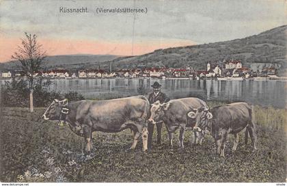 PIE.Z.19-PF.T-732 :  KÜSSNACHT. VIERWALDSTÄTTERSEE. VACHES.