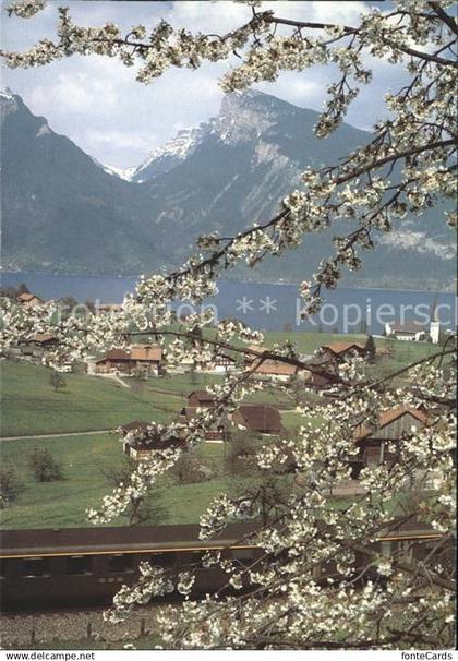 11851071 Spiez BE  Spiez