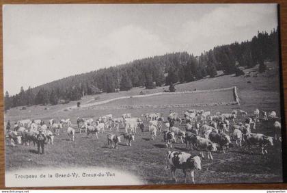 Val-de-Travers (NE) - Troupeau de la Grand-Vy, Creux-du-Van