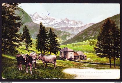 1909 gelaufene AK (Dalpe) aus Piumogna, Campo Tence. Zusatzstempel Piumogna im Oval. Leventina