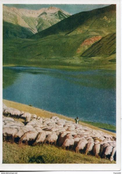 tadjikistan.  elevage de moutons. grand format.