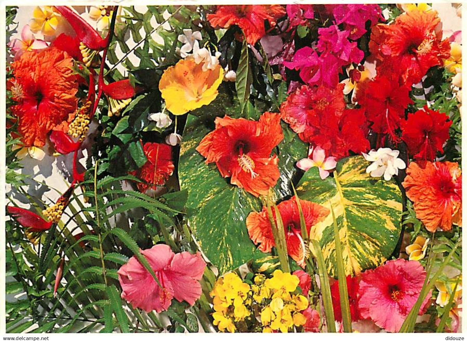 Tahiti - Fleurs de Tahiti - CPM - Carte Neuve - Voir Scans Recto-Verso