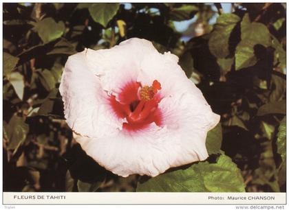 Fleurs de Tahiti - Hibiscus