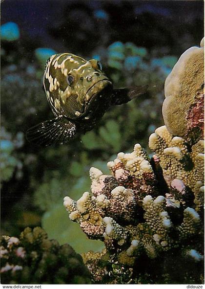 Tahiti - Poissons exotiques de Tahiti - Loche marbrée - Epinephelus microdon - CPM - Carte Neuve - Voir Scans Recto-Vers