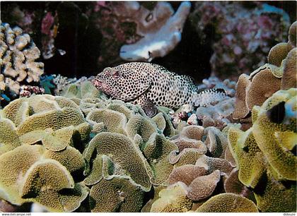 Tahiti - Poissons exotiques de Tahiti - Loche mouchetée - Epinephelus tauvina - CPM - Carte Neuve - Voir Scans Recto-Ver