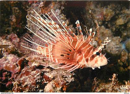 Tahiti - Poissons exotiques de Tahiti - Pterois antennata - CPM - Carte Neuve - Voir Scans Recto-Verso