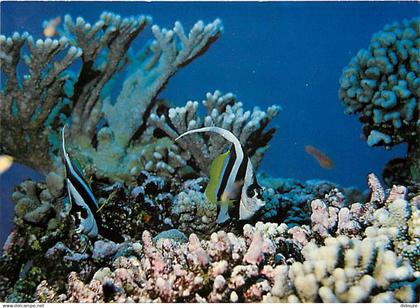 Tahiti - Poissons exotiques de Tahiti - Taurillon à deux bandes - Heniochus acuminatus - CPM - Carte Neuve - Voir Scans