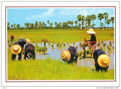 CPM - Cultivation of the Rice in Thaïland (Phornthip Phatana Ltd, B 318)