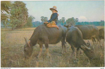 Thaïlande / THAIFARMER AFTER PLOUGH RICE IN THE FIELD / Thaïland