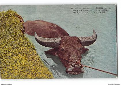 CPA Taiwan Formose water buffalo