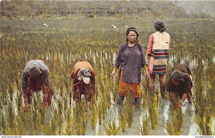 Taiwan / 16 - Cultivating rice - Formosa