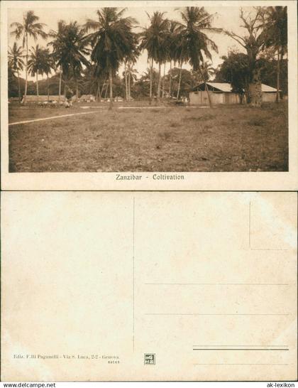 Sansibar Zanzibar زنگبار‎ Coltivation - Tansania Tanzania 1931