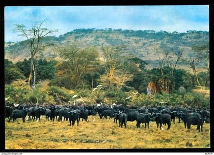 TANZANIE  buffalo