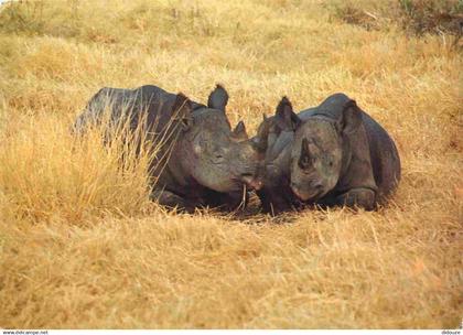 Tanzanie - Rhinocéros - Black Rhinos - Animaux - CPM - Voir Scans Recto-Verso