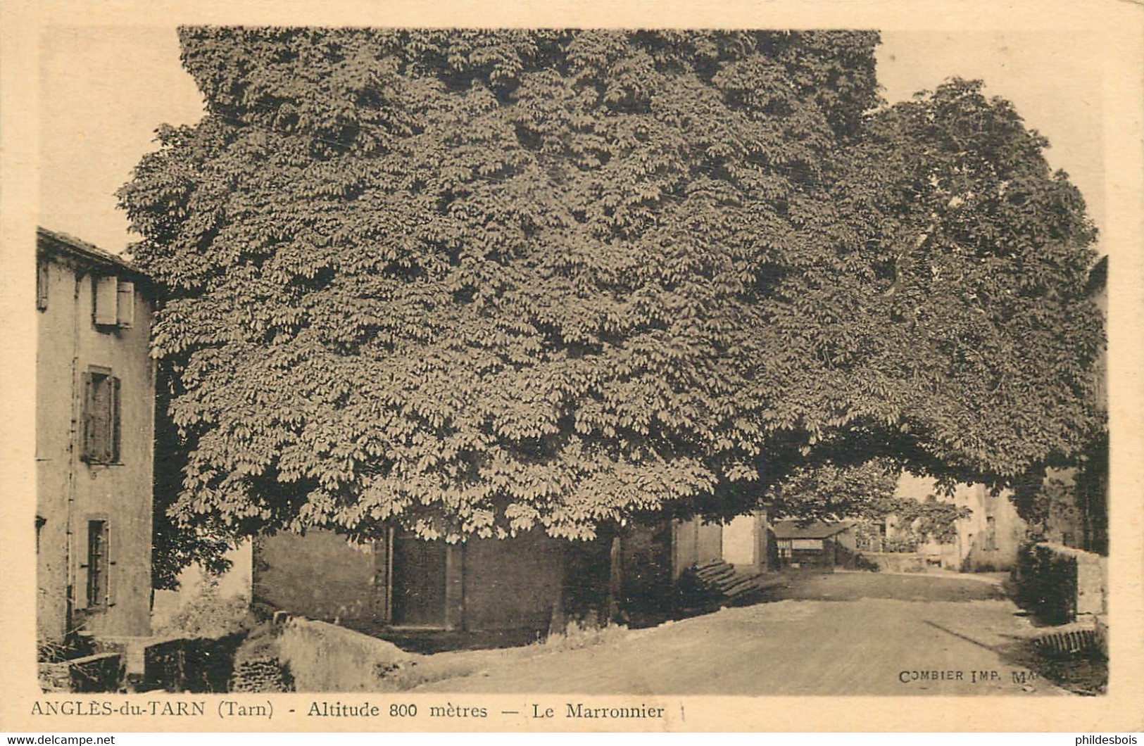 TARN  ANGLES  le marronnier