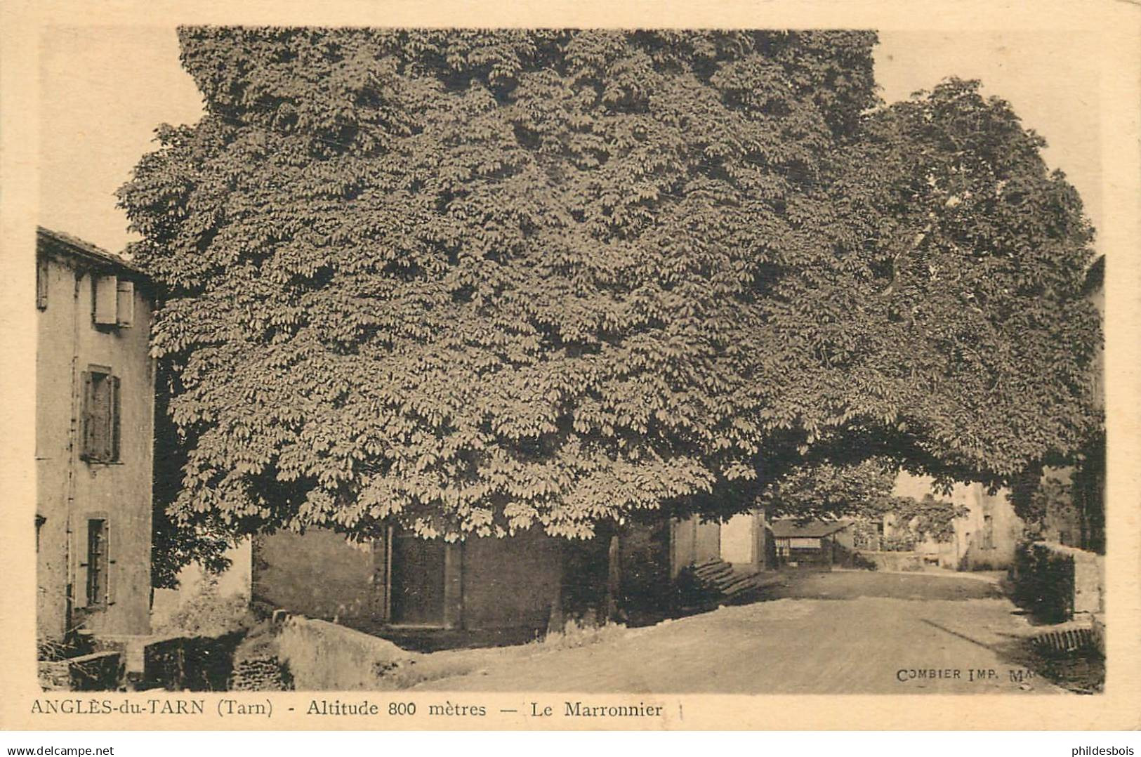 TARN  ANGLES  le marronnier