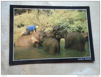 Thailand - Elephant -bathing Elephants    D133184