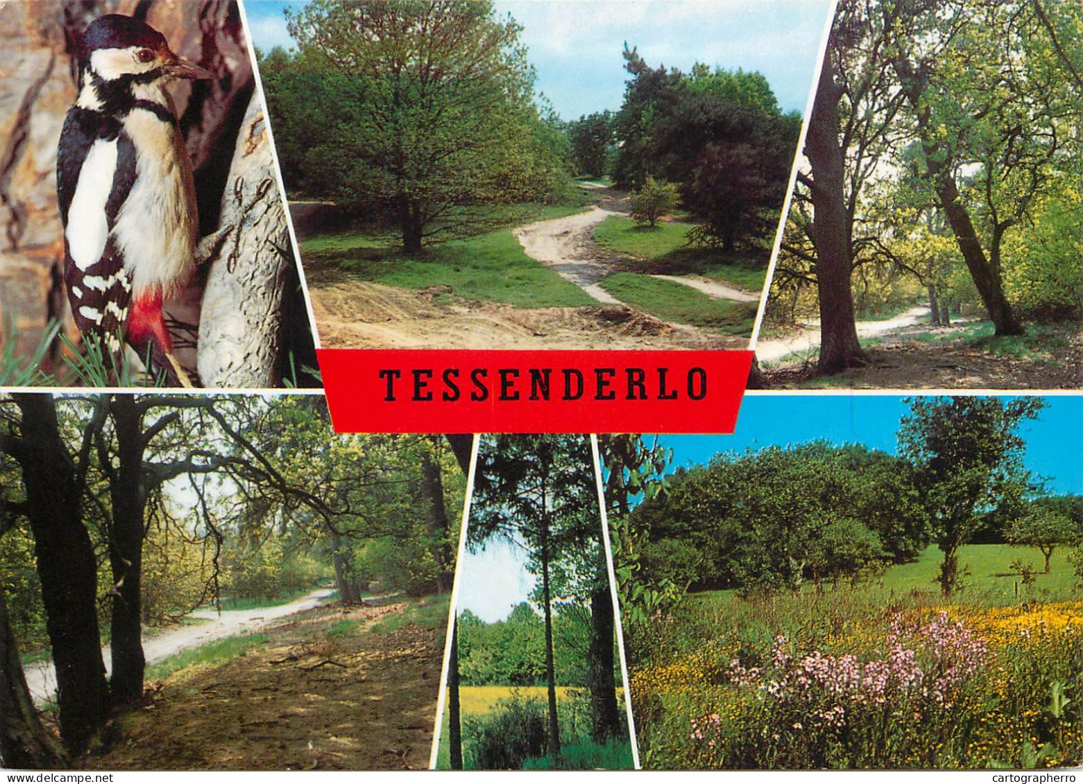 Tessenderlo views postcard