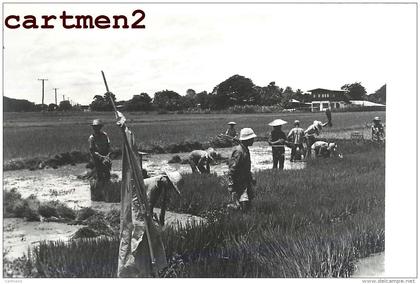 3 PHOTOGRAPHIE ANCIENNE : SIAM THAILANDE BANGKOK THAÏLAND RIZIERE AGRICULTURE RICE FIELD