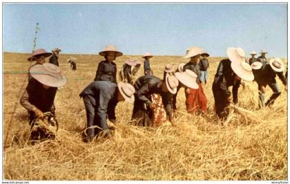 Harvesting in Thailand