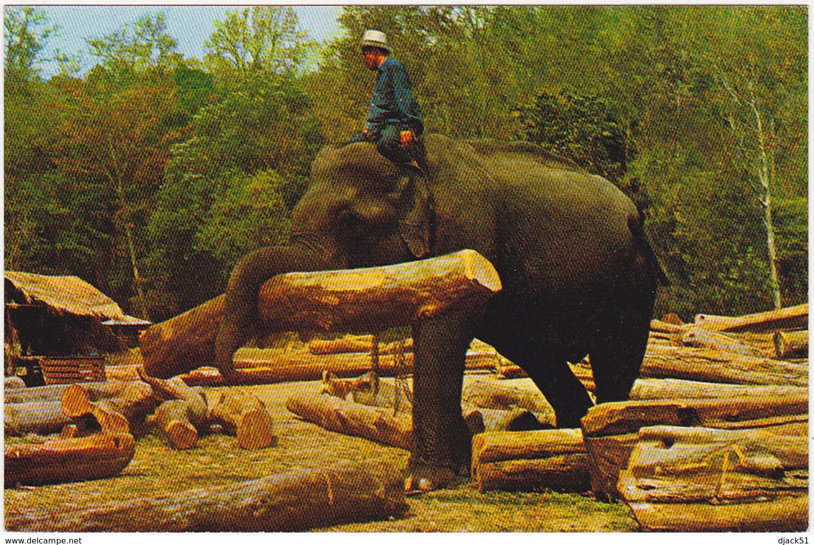 Thaïlande / Elephants working in forest, Chiengmai, North Thaïland