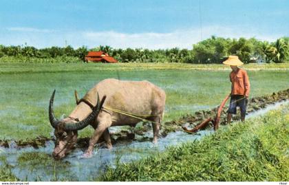 THAILANDE(TYPE) RIZ