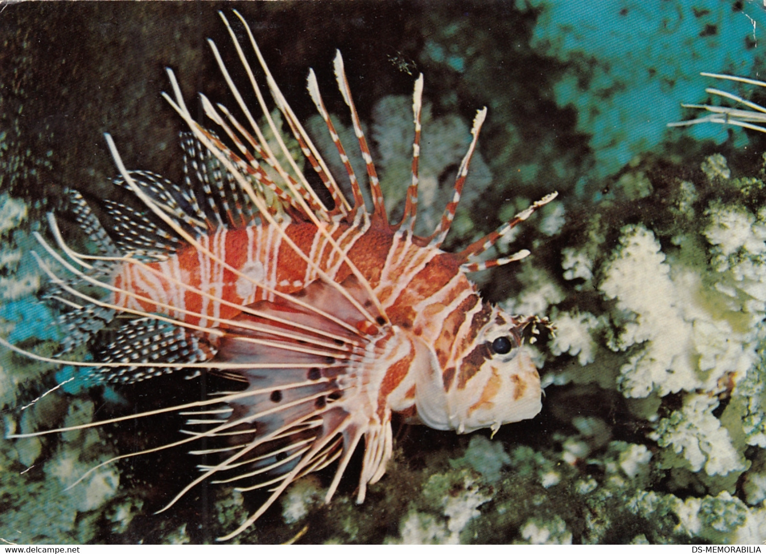 The Great Barrier Reef - Winged Firefish ( Pterois Volitans ) 1976