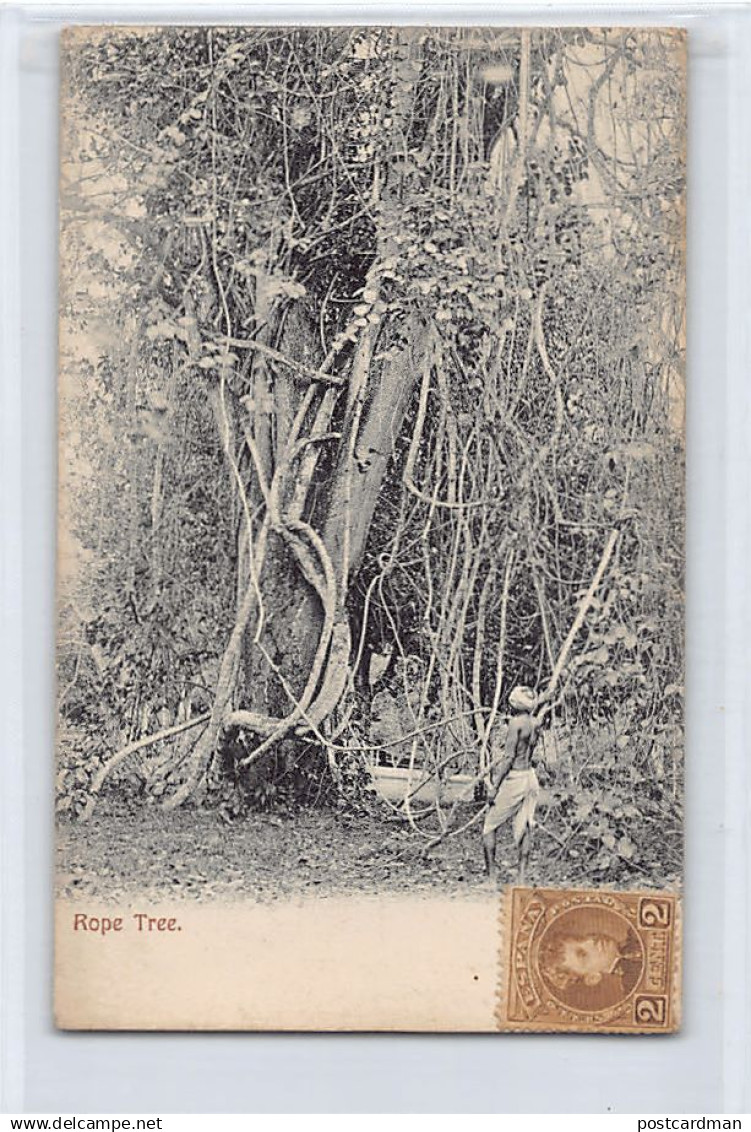 TRINIDAD - Rope Tree - Publ. unknown