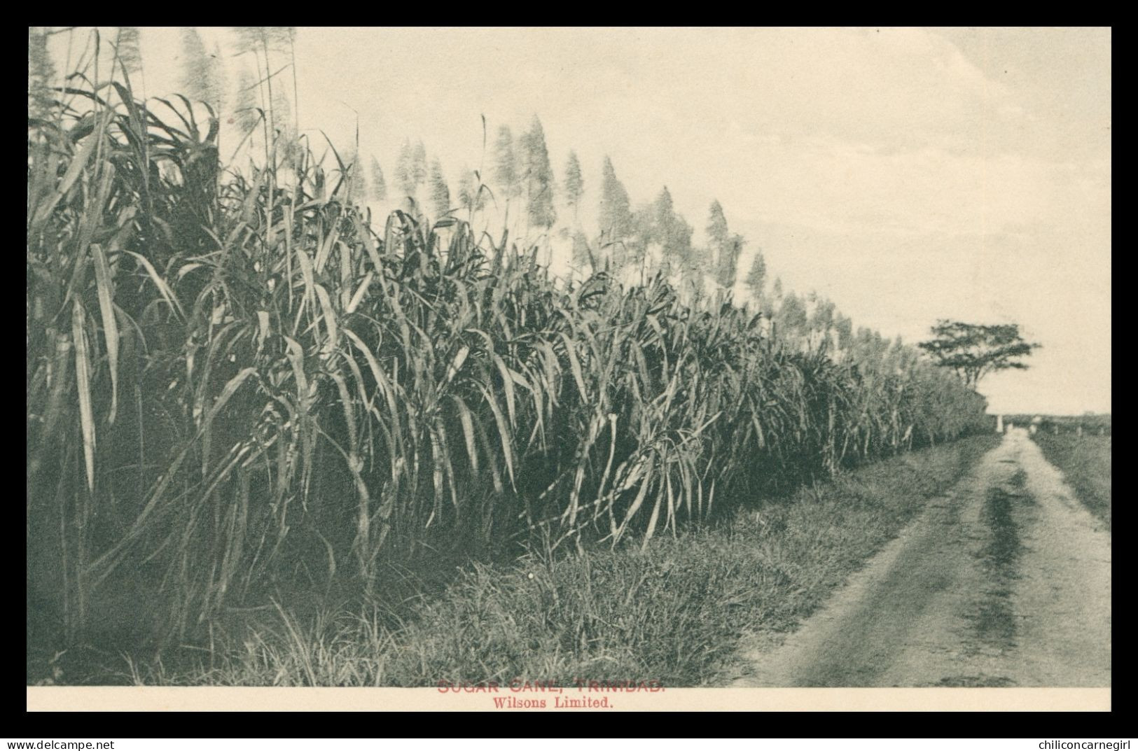 * TRINIDAD - Sugar Cane - TRINIDAD - Canne à Sucre - Edit. WILSONS