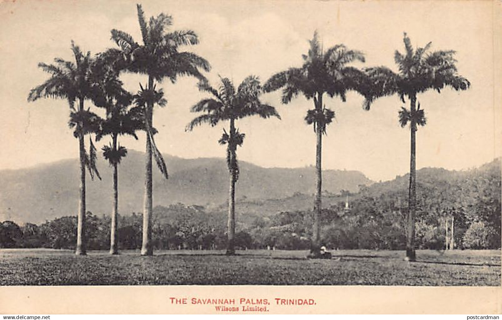 Trinidad - The Savannah Palms - Publ. Wilsons Limited