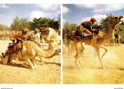 Oman Racing Camel Turkey Al Minstrib Turkish Postcard