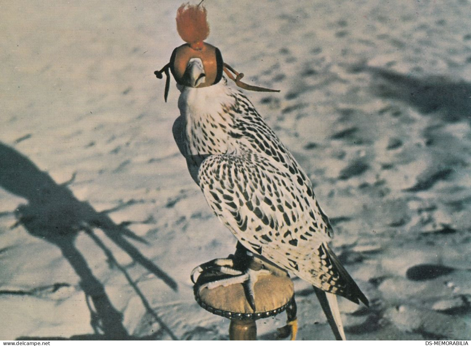 UAE Falcon Hunting Old Postcard