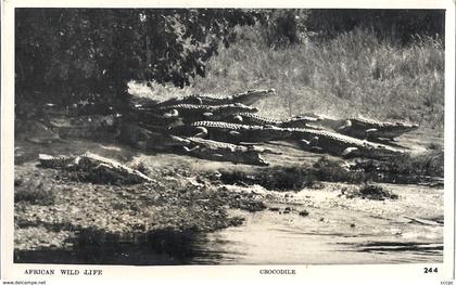 CPM Ouganda Africa Wild Life crocodiles