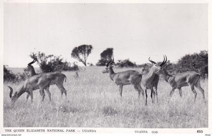 OUGANDA(ANTILOPE)