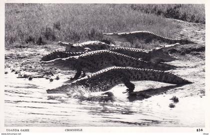 OUGANDA(CROCODILE)