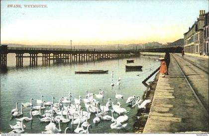 11193731 Weymouth Dorset Swans Weymouth and Portland