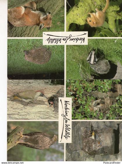 Shropshire Wildlife Park 8x Animal 2x Postcard s