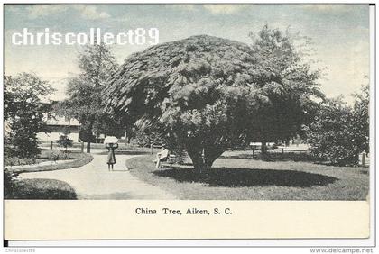 Carte Postale : China Tree , Aiken