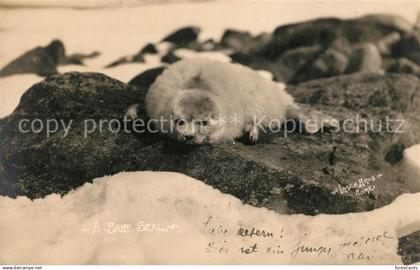 13320583 Juneau Alaska Baby Seal