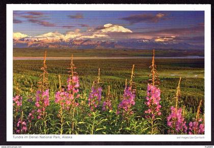 AK 000430 USA  - Alaska - Tundra im Denai National Park