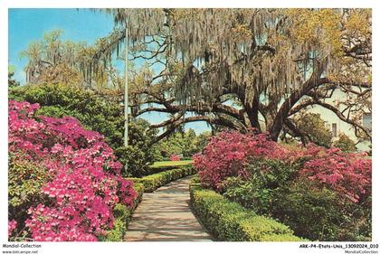 ARKP4-0221-ETATS-UNIS - LOUISIANA - Early Spring in Louisiana